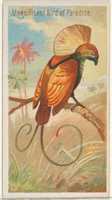 Free download Magnificent Bird of Paradise, from the Birds of the Tropics series (N5) for Allen & Ginter Cigarettes Brands free photo or picture to be edited with GIMP online image editor