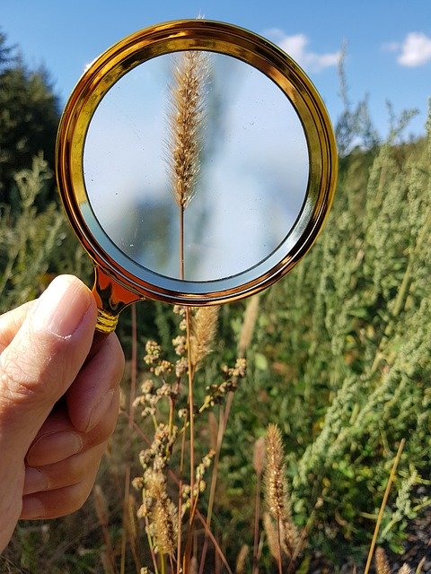 Free download Magnifying Glass Magnification -  free photo or picture to be edited with GIMP online image editor