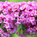 Magnolia Arbuste Fleur Bloom  screen for extension Chrome web store in OffiDocs Chromium