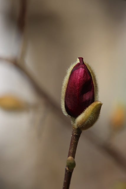 Free download magnolia blossom bloom spring red free picture to be edited with GIMP free online image editor
