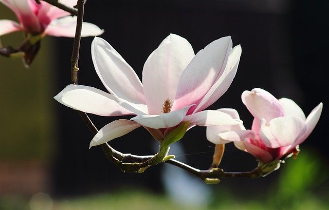 Free download magnolia blossoms spring nature free picture to be edited with GIMP free online image editor