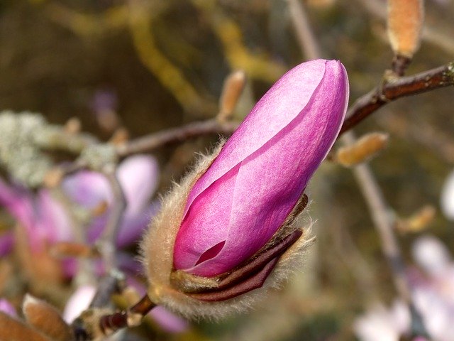 Free download Magnolia Flower Blossom -  free photo or picture to be edited with GIMP online image editor