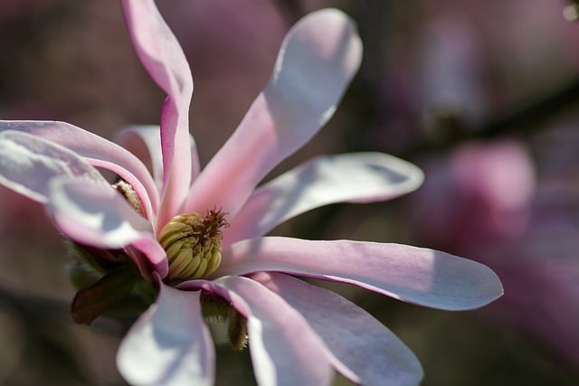 Free download magnolia flower garden nature tree free picture to be edited with GIMP free online image editor