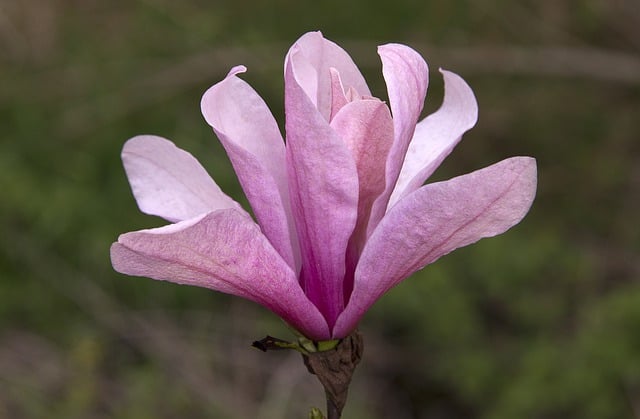 Free download magnolia flower pink flower tree free picture to be edited with GIMP free online image editor