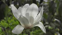 Free download Magnolia Flower Raindrops free video to be edited with OpenShot online video editor