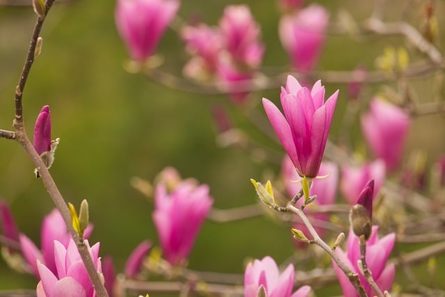 Free download magnolia pink flowers garden nature free picture to be edited with GIMP free online image editor