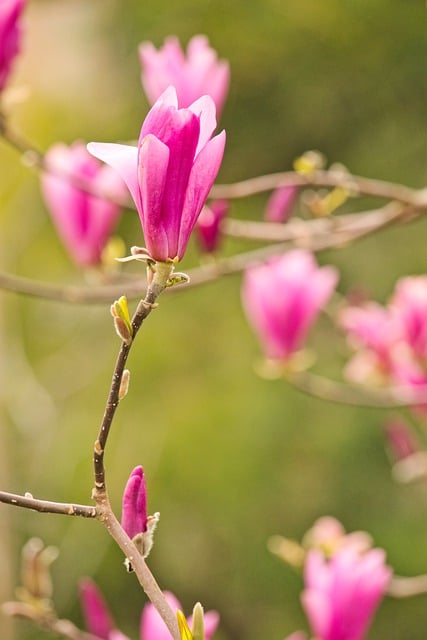 Free download magnolia pink flowers spring free picture to be edited with GIMP free online image editor