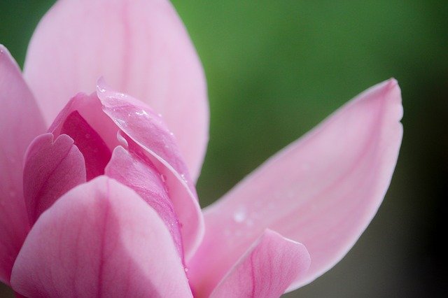 Free graphic magnolia pink spring flower nature to be edited by GIMP free image editor by OffiDocs