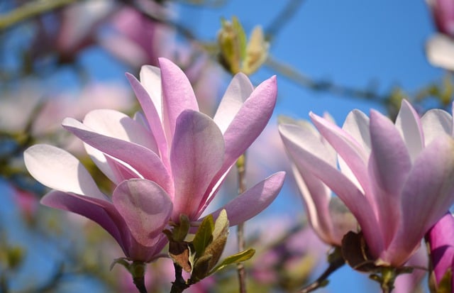 Free download magnolias flower purple flowers free picture to be edited with GIMP free online image editor