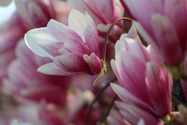 Free download magnolias pink flowers flowers free picture to be edited with GIMP free online image editor