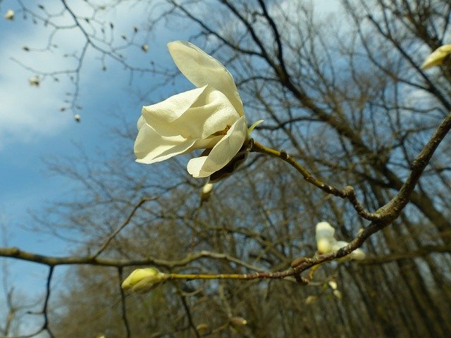 Free picture Magnolia Spring Bloom -  to be edited by GIMP free image editor by OffiDocs