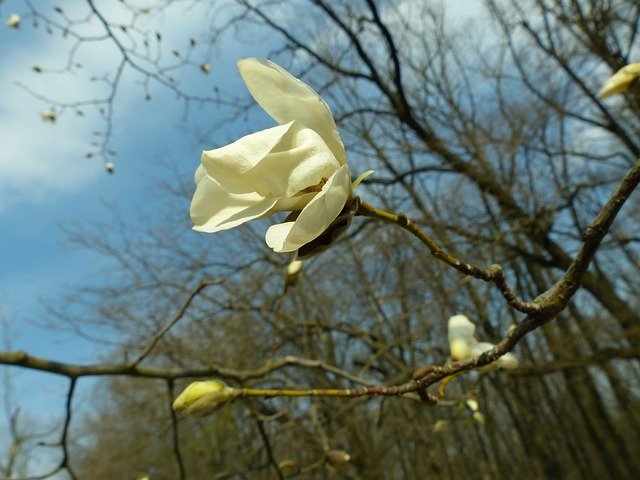 دانلود رایگان Magnolia Spring Bloom - عکس یا تصویر رایگان قابل ویرایش با ویرایشگر تصویر آنلاین GIMP