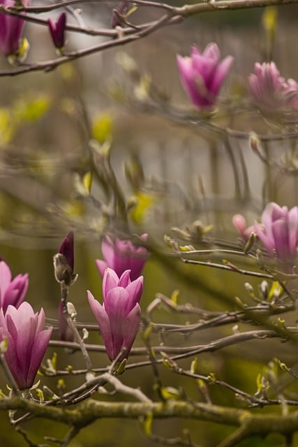 Free download magnolia spring blooming garden free picture to be edited with GIMP free online image editor