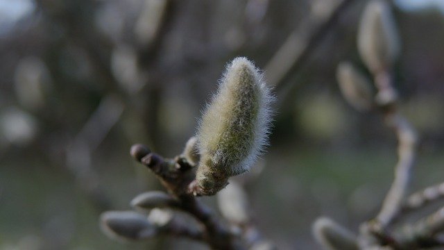 Unduh gratis Magnolia Spring Flowering - foto atau gambar gratis untuk diedit dengan editor gambar online GIMP