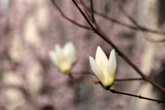 Free download magnolias spring flowers flowers free picture to be edited with GIMP free online image editor