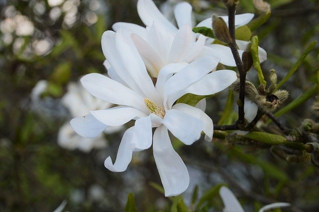 دانلود رایگان Magnolia Star Flower - عکس یا تصویر رایگان قابل ویرایش با ویرایشگر تصویر آنلاین GIMP