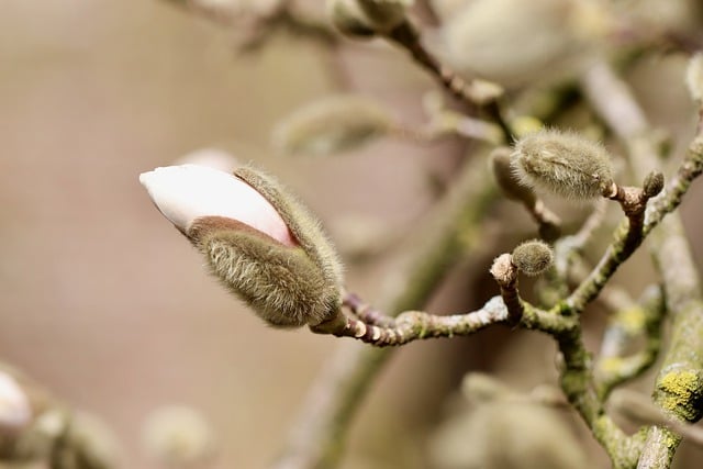 Free download magnolia stellata magnolia free picture to be edited with GIMP free online image editor