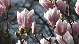 Free download Magnolia Tree free video to be edited with OpenShot online video editor