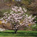 magnolia tree wallpaper  screen for extension Chrome web store in OffiDocs Chromium