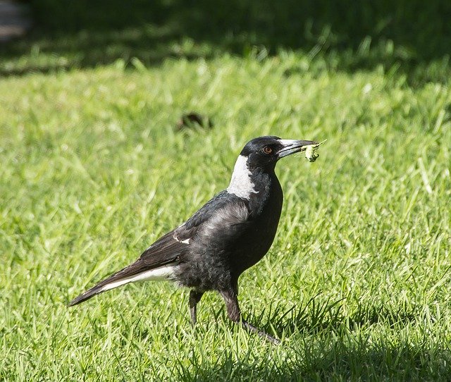 Scarica gratuitamente Magpie Australian Hungry: foto o immagine gratuita da modificare con l'editor di immagini online GIMP