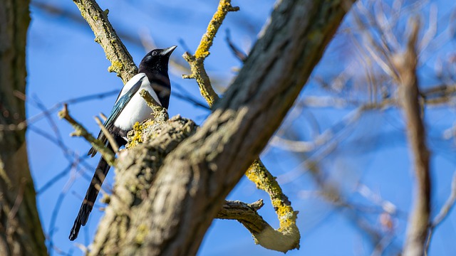 Free download magpie bird animal nature trees free picture to be edited with GIMP free online image editor