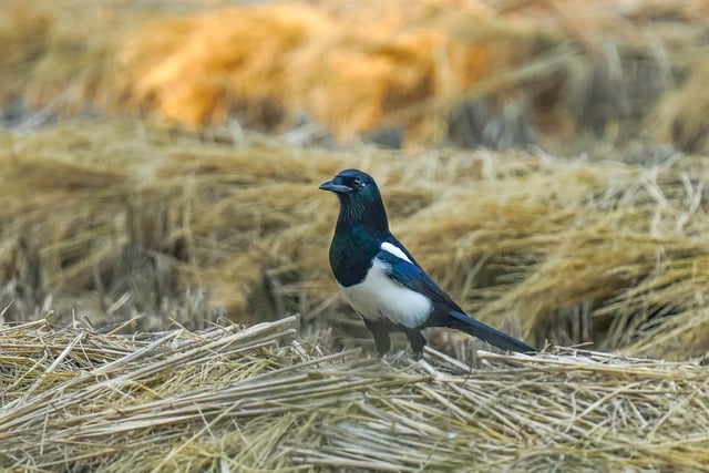 Free download magpie bird field nature animal free picture to be edited with GIMP free online image editor