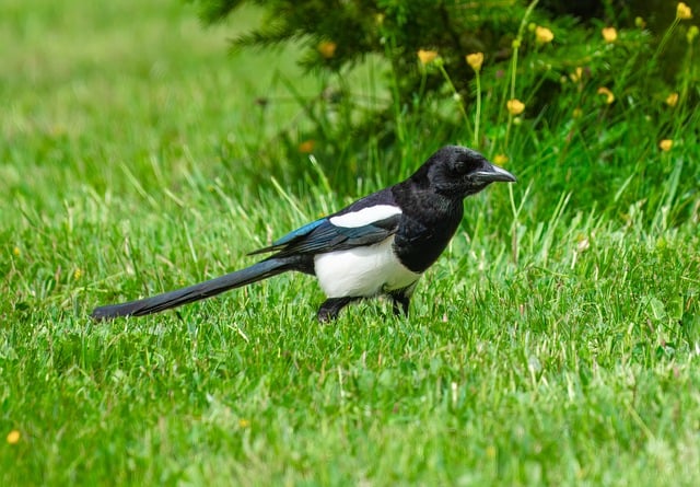 Free download magpie bird ornithology free picture to be edited with GIMP free online image editor