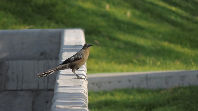 Free download magpie bird pens fence pasture free picture to be edited with GIMP free online image editor