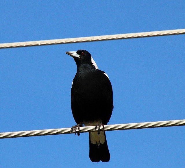 Muat turun percuma Magpie Bird Sitting - foto atau gambar percuma untuk diedit dengan editor imej dalam talian GIMP