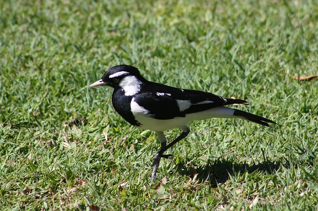 Free download magpie lark bird pied black white free picture to be edited with GIMP free online image editor