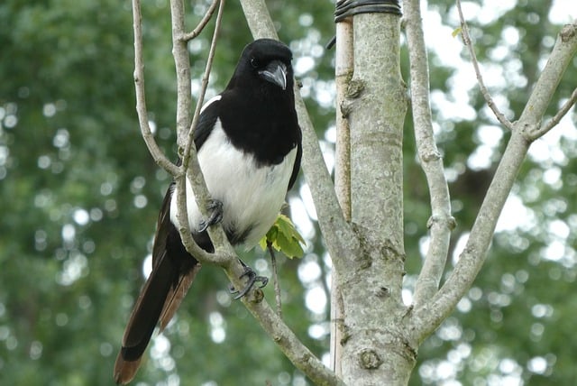 Free download magpie nature bird animal plumage free picture to be edited with GIMP free online image editor