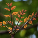 Mahogany  screen for extension Chrome web store in OffiDocs Chromium