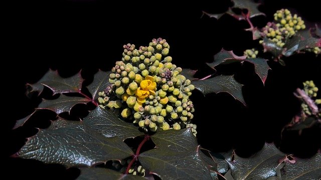 Free download Mahogany Mahonia Aquifolium Golden -  free photo or picture to be edited with GIMP online image editor