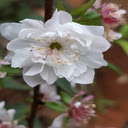 Mai flower wallpaper  screen for extension Chrome web store in OffiDocs Chromium