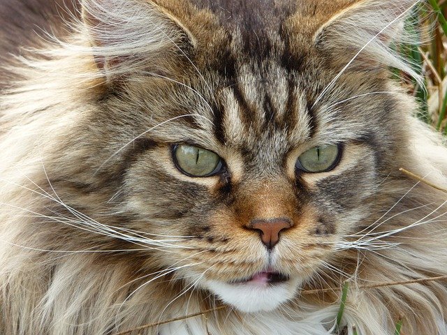 Free download main coon cat animals nature free picture to be edited with GIMP free online image editor