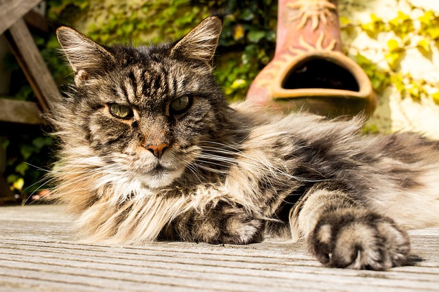 Free download main coon domestic animal cat free picture to be edited with GIMP free online image editor