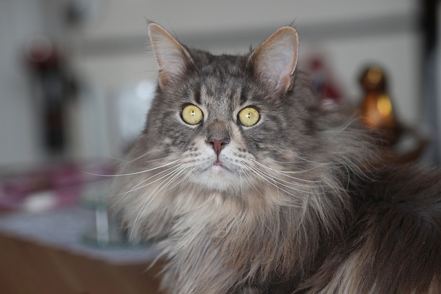 Free download maine coon cat breed cat long fur free picture to be edited with GIMP free online image editor