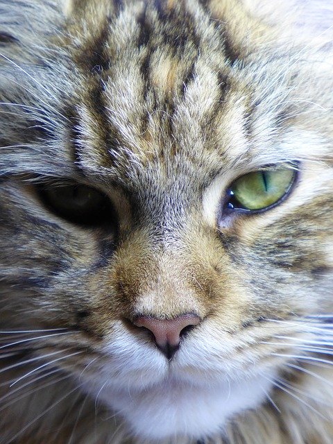 Free download Maine Coon Cat Breeds Mainecoon -  free photo or picture to be edited with GIMP online image editor