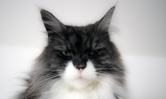 Free download maine coon cat cat face animals free picture to be edited with GIMP free online image editor