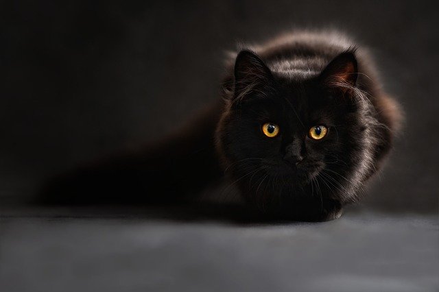 Free download maine coon cat cat s eyes black cat free picture to be edited with GIMP free online image editor