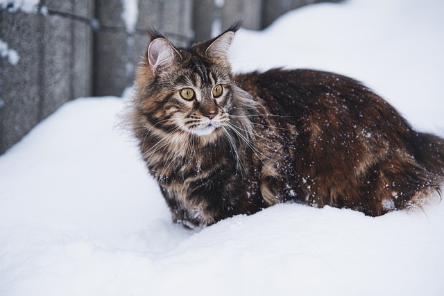 Free download maine coon cat coonie kitty kitten free picture to be edited with GIMP free online image editor