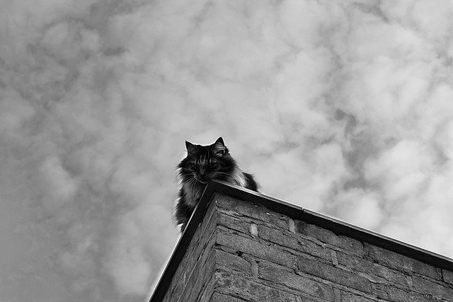 Gratis download maine coon kat huiskat diepe kat gratis foto om te bewerken met GIMP gratis online afbeeldingseditor