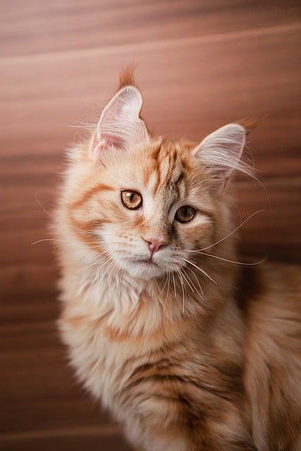 Free download maine coon cat feline kitten free picture to be edited with GIMP free online image editor