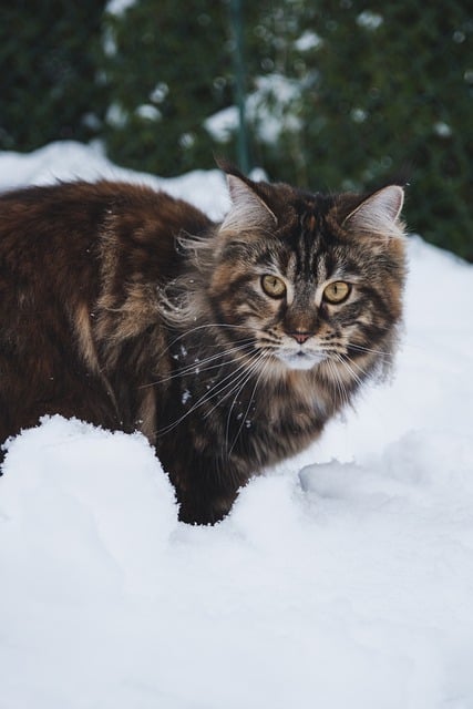 Free download maine coon cat kitten kitty feline free picture to be edited with GIMP free online image editor