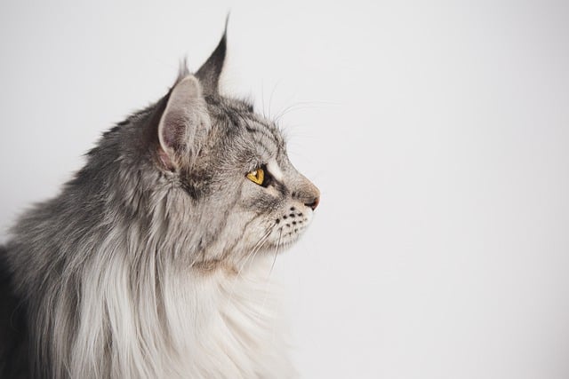 Free download maine coon cat pet feline free picture to be edited with GIMP free online image editor
