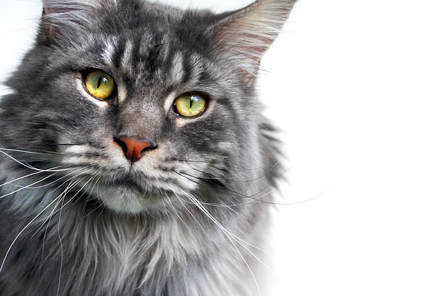 Descărcare gratuită Maine Coon Cat animal de companie față cu capul de imagine pentru a fi editată cu editorul de imagini online gratuit GIMP