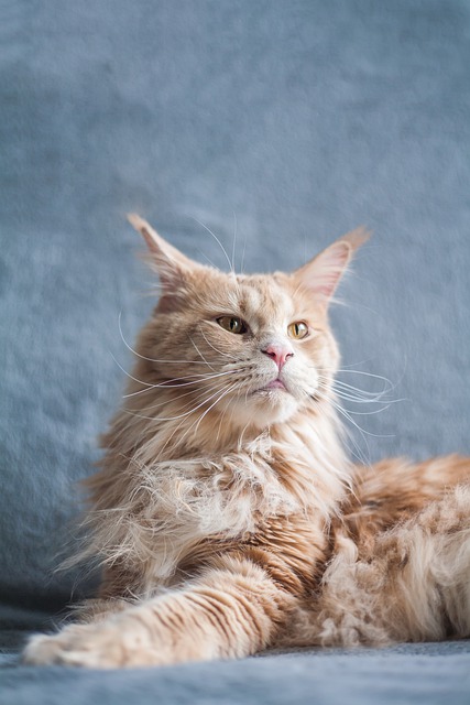 Free download maine coon cat pet purebred animal free picture to be edited with GIMP free online image editor