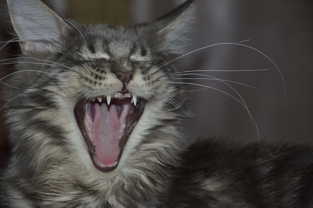 Free graphic maine coon cat teeth maine coon to be edited by GIMP free image editor by OffiDocs
