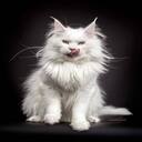 Maine Coon Cat Wallpaper  screen for extension Chrome web store in OffiDocs Chromium