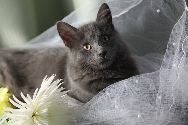 Free graphic maine coon cat wedding green eyes to be edited by GIMP free image editor by OffiDocs